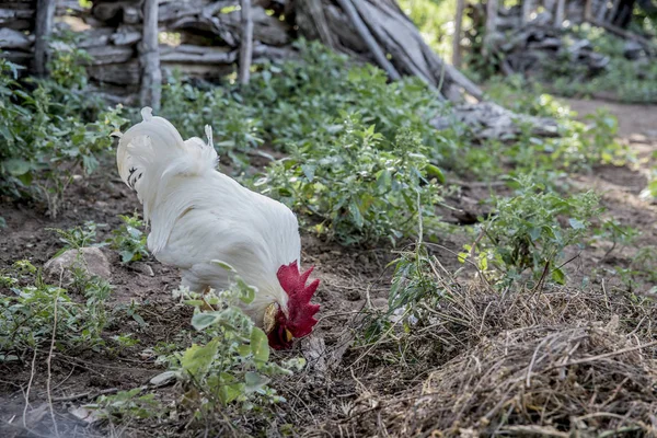 Nahaufnahme Von Gebratenem Huhn Auf Der Weide — Stockfoto