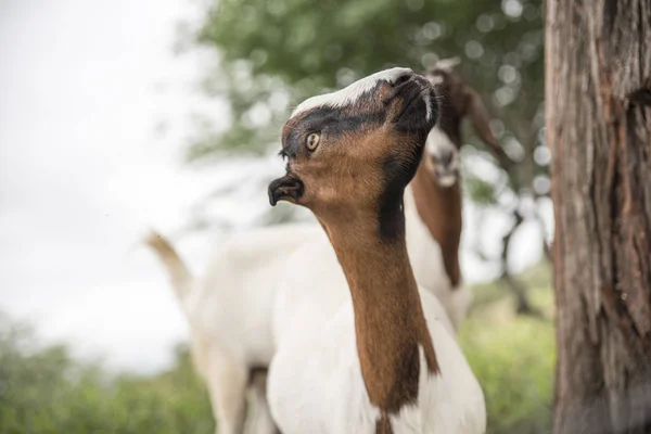 Primer Plano Las Cabras Que Pastan Campo — Foto de Stock