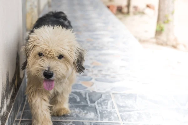 closeup view of Big and hairy dog