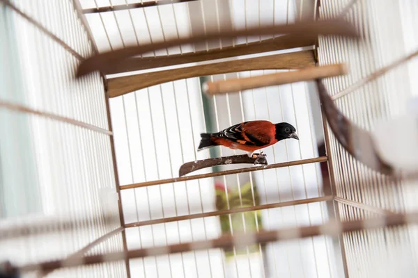 Nahaufnahme Von Bunten Vogel Käfig — Stockfoto