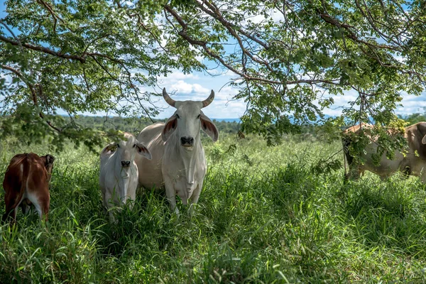 Scenic View Livestock Green Grass — Stock Photo, Image