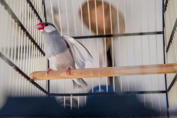 Närbild Papegoja Fågel Buren — Stockfoto