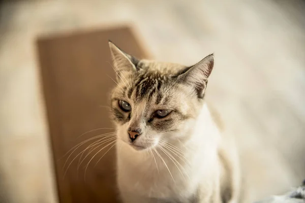 Widok Bliska Kotem Domowym Jasnymi Oczami — Zdjęcie stockowe
