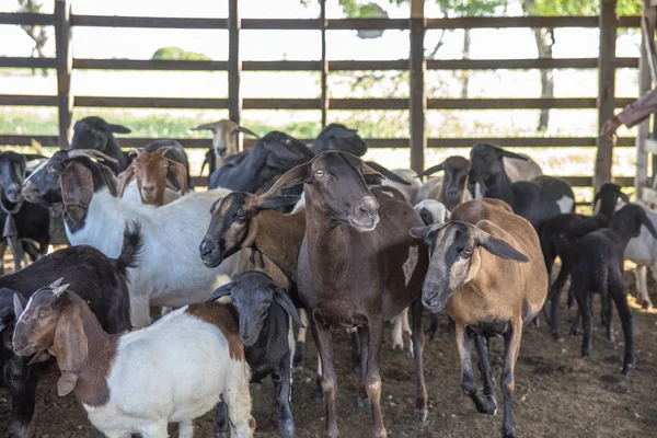 Cabras Una Gran Cría Noreste Brasil —  Fotos de Stock