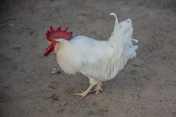 Nahaufnahme Des Weißen Hahns Auf Einem Bauernhof — Stockfoto