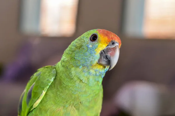 Közelkép Brazil Állatvilág Papagájáról — Stock Fotó