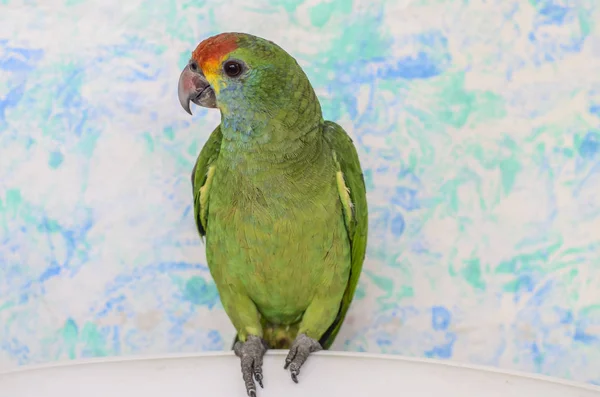 Brezilya Faunasının Papağanının Yakın Görüntüsü — Stok fotoğraf
