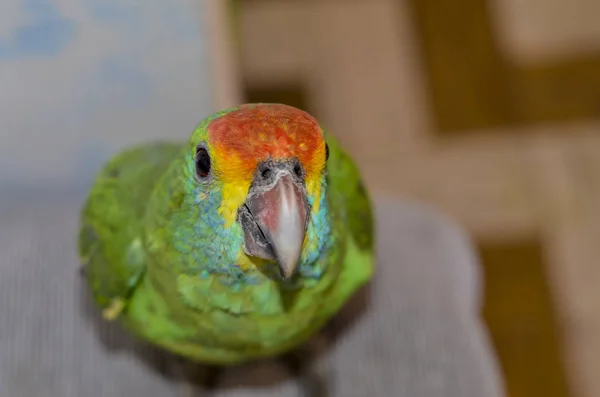 巴西动物的鹦鹉特写 — 图库照片
