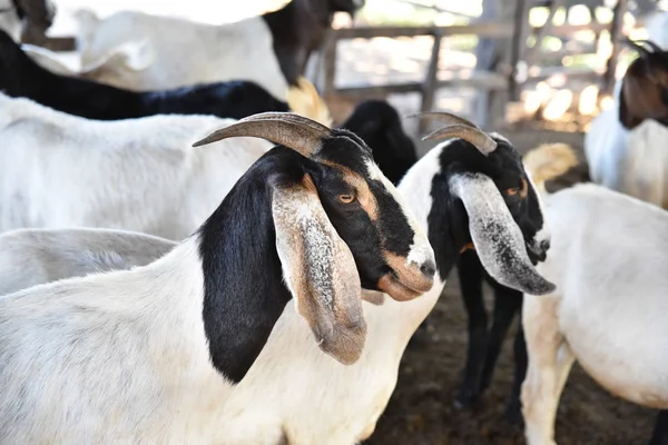 Nahaufnahme Ziege Mit Großen Hörnern Der Burenrasse — Stockfoto