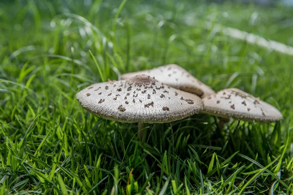 Vue Rapprochée Deux Champignons Blancs Dans Herbe — Photo