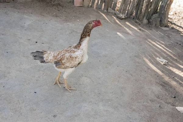 Vista Primer Plano Gallo Lucha Suelto — Foto de Stock