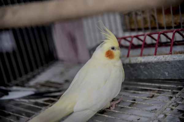 笼中彩色鹦鹉的特写镜头 — 图库照片