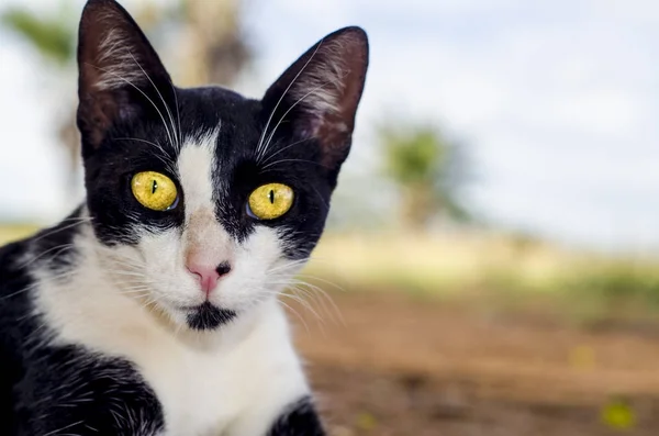 Closeup View Black White Cat Yellow Eyes — 스톡 사진