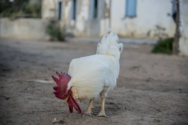Nahaufnahme Des Weißen Hahns Auf Einem Bauernhof — Stockfoto