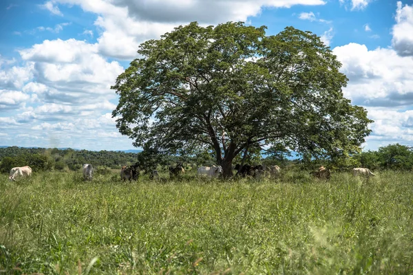 Scenic View Livestock Green Grass — Stock Photo, Image