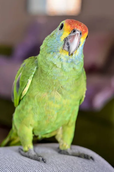 Primo Piano Vista Del Pappagallo Della Fauna Brasiliana — Foto Stock