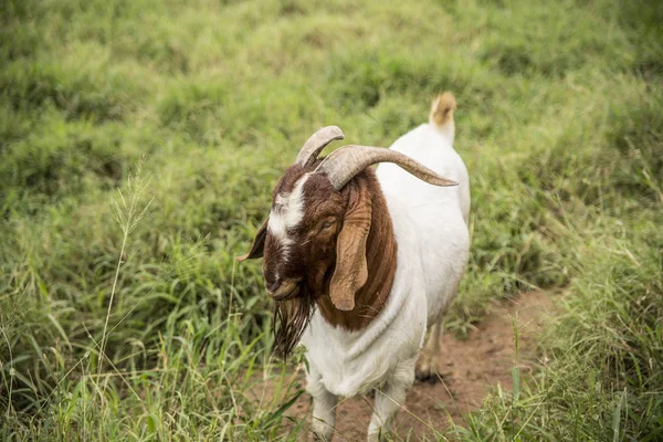 Nahaufnahme Von Ziege Auf Grünem Gras — Stockfoto