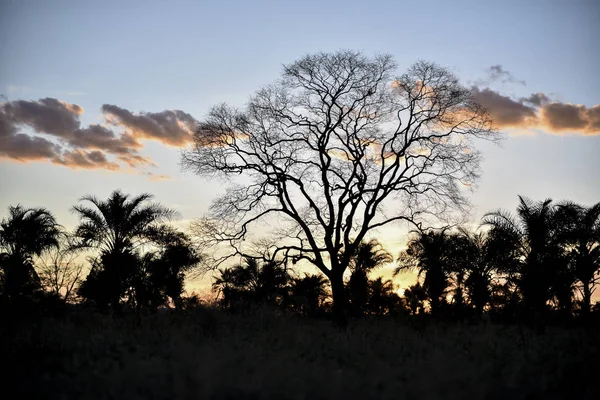 Vista Close Paisagem Com Galhos Secos Pôr Sol — Fotografia de Stock