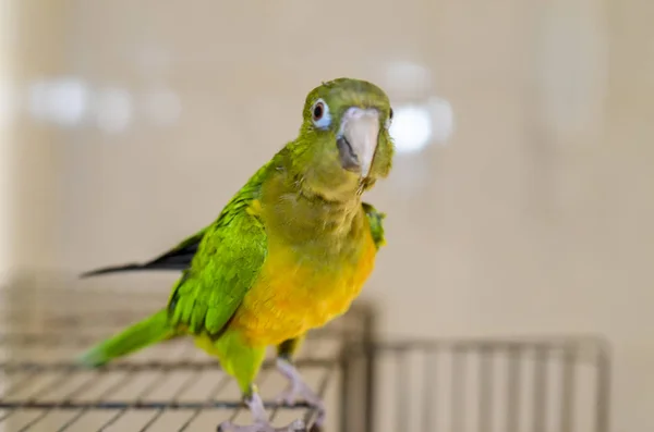 Parrocchetto Del Nordest Brasiliano Uccello Verde — Foto Stock