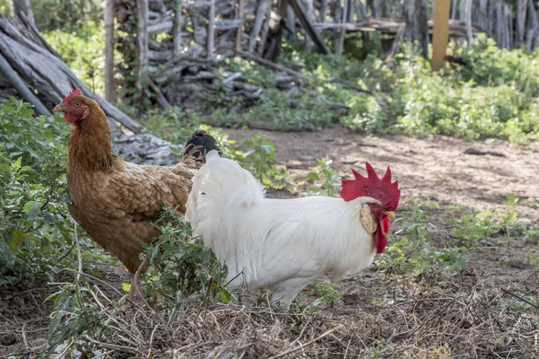 Nahaufnahme Von Gebratenem Huhn Auf Der Weide — Stockfoto