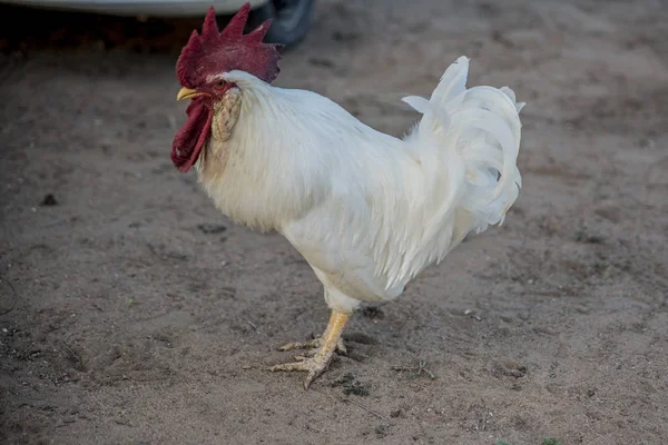 Nahaufnahme Des Weißen Hahns Auf Einem Bauernhof — Stockfoto
