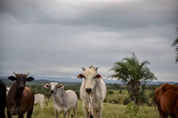 Vista Panorâmica Das Vacas Que Pastam Fazenda — Fotografia de Stock