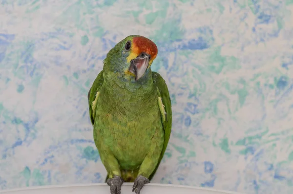 Widok Bliska Papuga Brazylijskiej Fauny — Zdjęcie stockowe