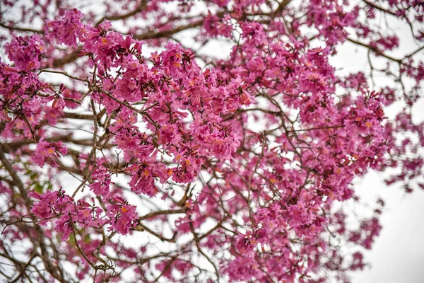 Vue Panoramique Sur Les Fleurs Cerisier Avec Des Fleurs Roses — Photo
