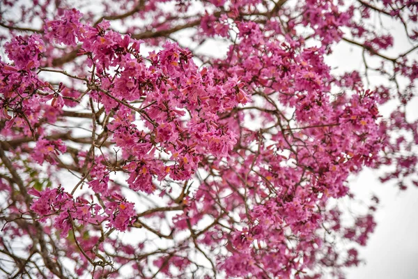 Pembe Çiçekli Kiraz Çiçeklerinin Manzarası — Stok fotoğraf