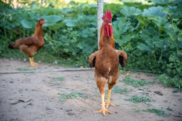 Κοντινή Άποψη Των Κοτόπουλων Στη Βόσκηση Στην Εκμετάλλευση — Φωτογραφία Αρχείου