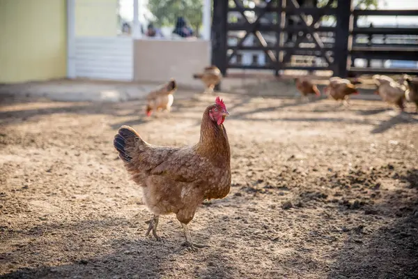 Nahaufnahme Von Hühnern Bauernhof — Stockfoto