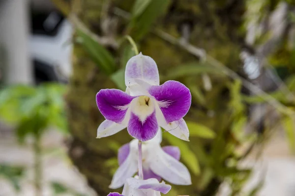 Vista Cerca Orquídea Púrpura Jardín —  Fotos de Stock