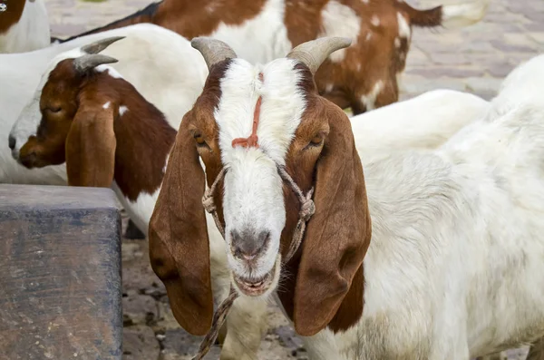 Widok Bliska Kozy Rogate Uwiązane — Zdjęcie stockowe