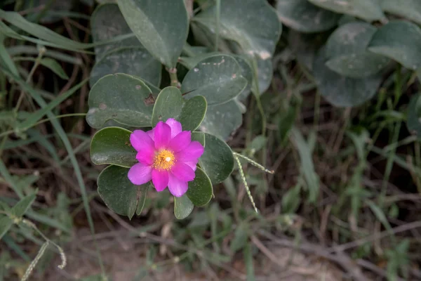 Scenic View Native Bush Flower — Stock Photo, Image