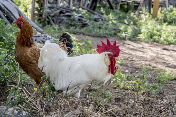 Nahaufnahme Von Gebratenem Huhn Auf Der Weide — Stockfoto