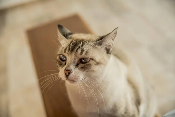 Vista Primer Plano Gato Doméstico Con Ojos Claros — Foto de Stock