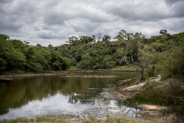 Panoramisch Uitzicht Landschapsmeer Het Bos — Stockfoto