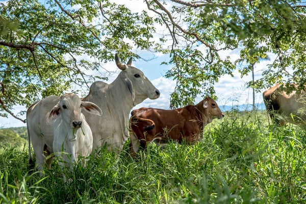 Scenic View Livestock Green Grass — Stock Photo, Image