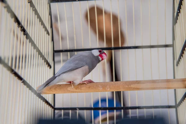 Närbild Papegoja Fågel Buren — Stockfoto