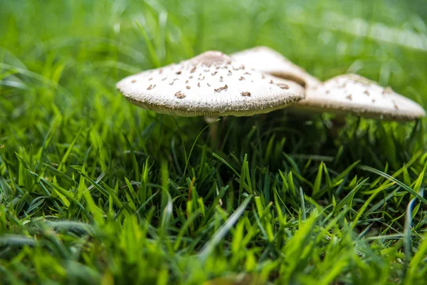 Vue Rapprochée Des Champignons Toxiques Dans Pelouse — Photo