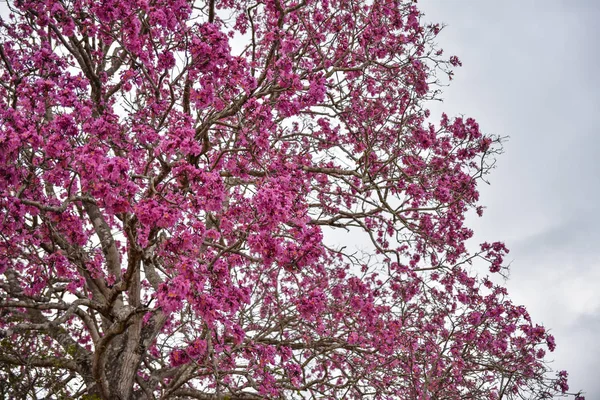 Malerischer Blick Auf Kirschblüten Mit Rosa Blüten — Stockfoto