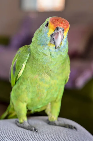 Primo Piano Vista Del Pappagallo Della Fauna Brasiliana — Foto Stock