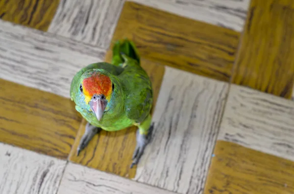 Primo Piano Vista Del Pappagallo Della Fauna Brasiliana — Foto Stock