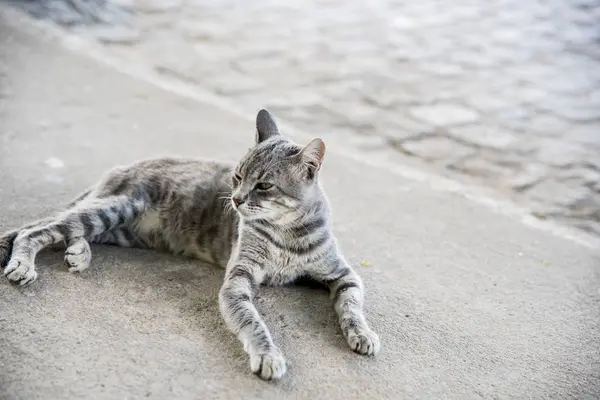 Närbild Cat Ligger Trottoaren — Stockfoto