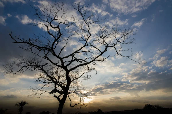 Schilderachtig Uitzicht Zonsondergang Met Boomsilhouet — Stockfoto