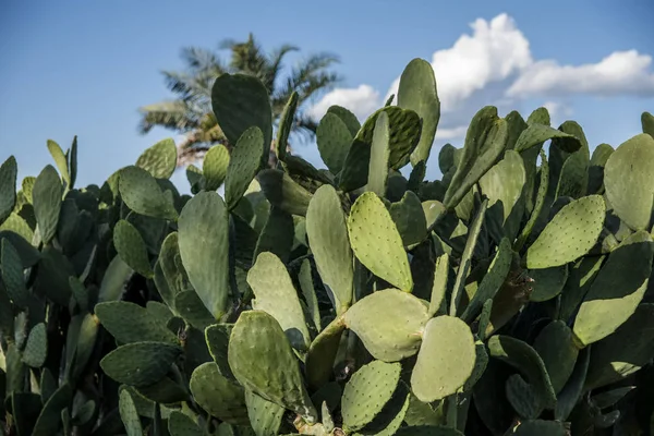 Close Upzicht Van Cactus Kudde Voeden Stockafbeelding