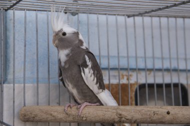 Calopsita tipi Muhabbet kuşunun yakın görüntüsü