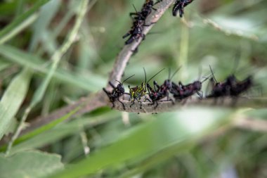 Çekirge Lubber Yakalı Yaprakları 'nın yakın görüntüsü