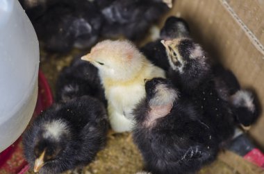 Marketteki siyah beyaz kedinin yakın görüntüsü