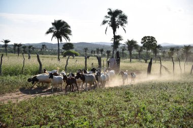 Kuzeydoğu Brezilya 'da büyük bir ırkın keçileri. 